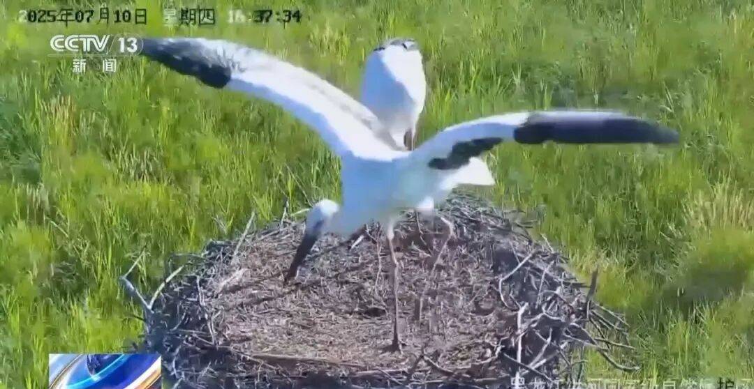 迁徙 见证“白羽黑翎”东方白鹳湿地栖居美