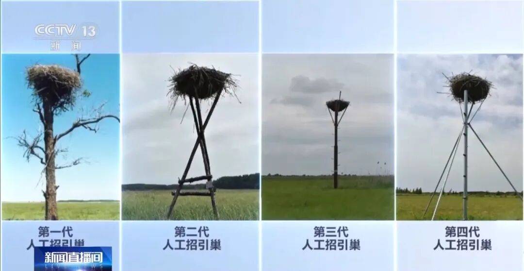 迁徙 见证“白羽黑翎”东方白鹳湿地栖居美景新葡京娱乐爱鸟护鸟在行动 从筑巢、育儿到(图3) 迁徙 见证“白羽黑翎”东方白鹳湿地栖居美景新葡京娱乐爱鸟护鸟在行动 从筑巢、育儿到(图3)