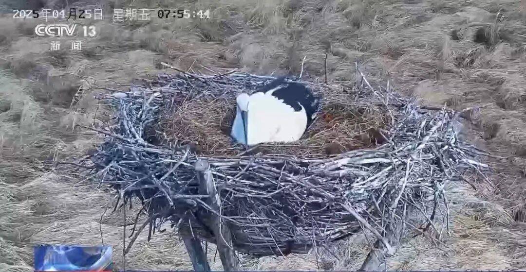 迁徙 见证“白羽黑翎”东方白鹳湿地栖居美景新葡京娱乐爱鸟护鸟在行动 从筑巢、育儿到(图4) 迁徙 见证“白羽黑翎”东方白鹳湿地栖居美景新葡京娱乐爱鸟护鸟在行动 从筑巢、育儿到(图4)