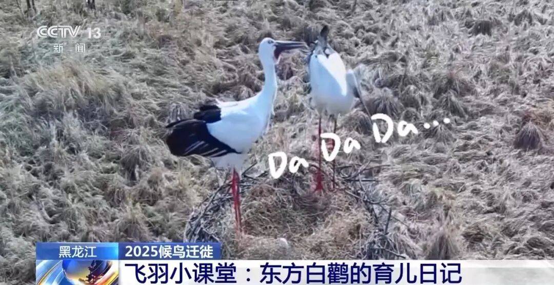 迁徙 见证“白羽黑翎”东方白鹳湿地栖居美景新葡京娱乐爱鸟护鸟在行动 从筑巢、育儿到(图5)