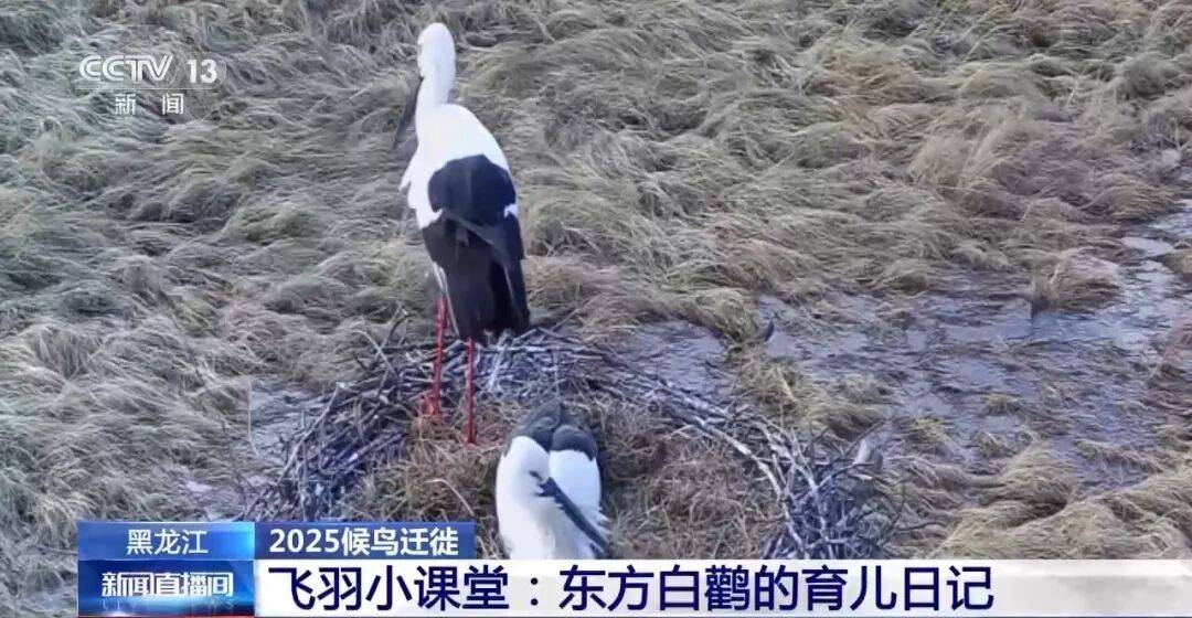 迁徙 见证“白羽黑翎”东方白鹳湿地栖居美景新葡京娱乐爱鸟护鸟在行动 从筑巢、育儿到(图6) 迁徙 见证“白羽黑翎”东方白鹳湿地栖居美景新葡京娱乐爱鸟护鸟在行动 从筑巢、育儿到(图6)