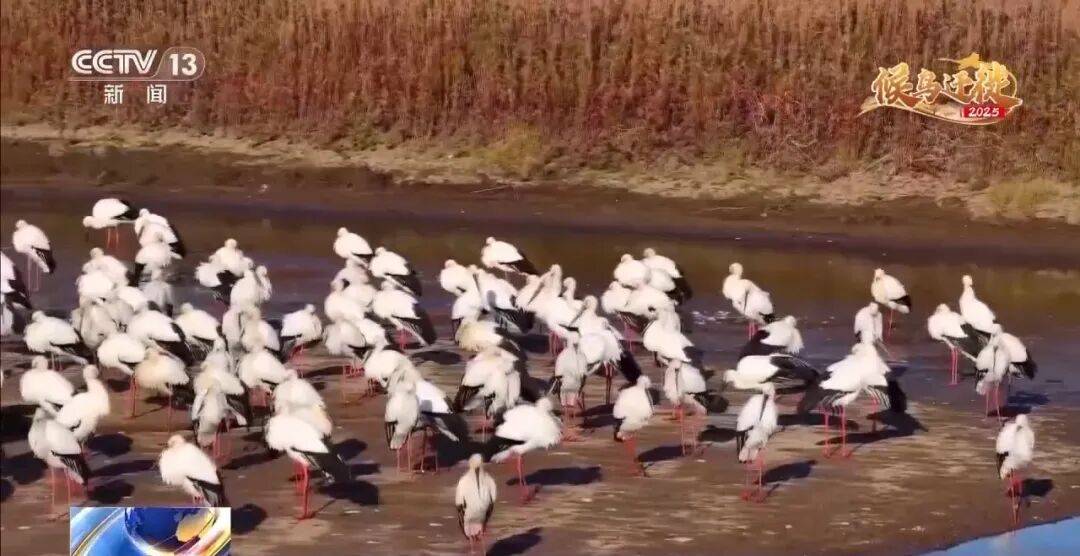 迁徙 见证“白羽黑翎”东方白鹳湿地栖居美景新葡京娱乐爱鸟护鸟在行动 从筑巢、育儿到(图7) 迁徙 见证“白羽黑翎”东方白鹳湿地栖居美景新葡京娱乐爱鸟护鸟在行动 从筑巢、育儿到(图7)
