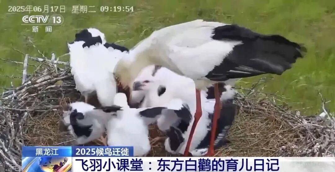 迁徙 见证“白羽黑翎”东方白鹳湿地栖居美景新葡京娱乐爱鸟护鸟在行动 从筑巢、育儿到(图8) 迁徙 见证“白羽黑翎”东方白鹳湿地栖居美景新葡京娱乐爱鸟护鸟在行动 从筑巢、育儿到(图8)