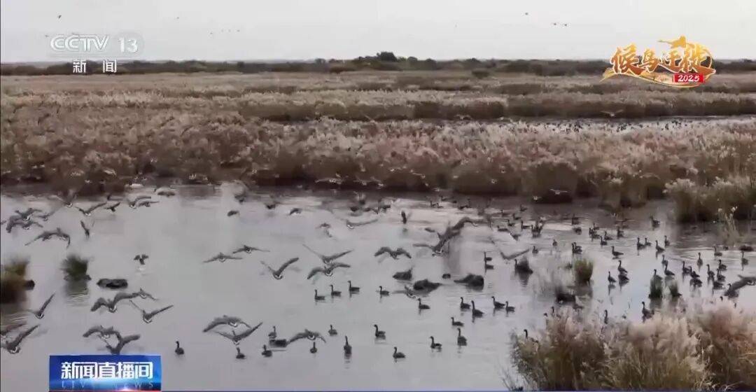 迁徙 见证“白羽黑翎”东方白鹳湿地栖居美景新葡京娱乐爱鸟护鸟在行动 从筑巢、育儿到(图9) 迁徙 见证“白羽黑翎”东方白鹳湿地栖居美景新葡京娱乐爱鸟护鸟在行动 从筑巢、育儿到(图9)