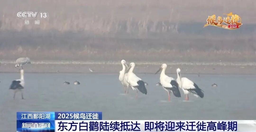 迁徙 见证“白羽黑翎”东方白鹳湿地栖居美景新葡京娱乐爱鸟护鸟在行动 从筑巢、育儿到(图10) 迁徙 见证“白羽黑翎”东方白鹳湿地栖居美景新葡京娱乐爱鸟护鸟在行动 从筑巢、育儿到(图10)