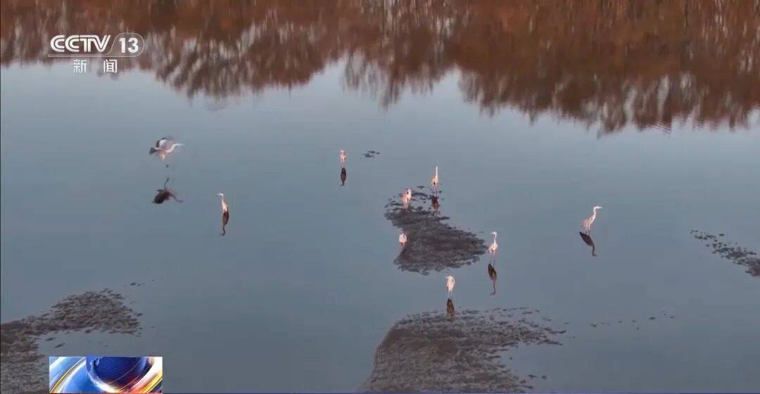 迁徙 见证“白羽黑翎”东方白鹳湿地栖居美景新葡京娱乐爱鸟护鸟在行动 从筑巢、育儿到(图11) 迁徙 见证“白羽黑翎”东方白鹳湿地栖居美景新葡京娱乐爱鸟护鸟在行动 从筑巢、育儿到(图11)