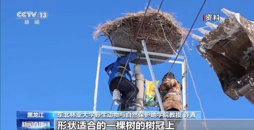 迁徙 见证“白羽黑翎”东方白鹳湿地栖居美景新葡京娱乐爱鸟护鸟在行动 从筑巢、育儿到(图12) 迁徙 见证“白羽黑翎”东方白鹳湿地栖居美景新葡京娱乐爱鸟护鸟在行动 从筑巢、育儿到(图12)