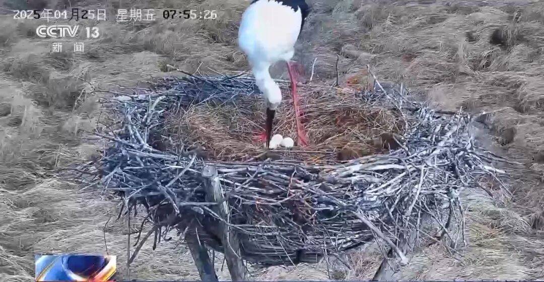迁徙 见证“白羽黑翎”东方白鹳湿地栖居美景新葡京娱乐爱鸟护鸟在行动 从筑巢、育儿到(图13) 迁徙 见证“白羽黑翎”东方白鹳湿地栖居美景新葡京娱乐爱鸟护鸟在行动 从筑巢、育儿到(图13)