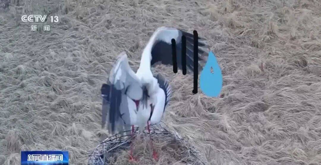 迁徙 见证“白羽黑翎”东方白鹳湿地栖居美景新葡京娱乐爱鸟护鸟在行动 从筑巢、育儿到(图14) 迁徙 见证“白羽黑翎”东方白鹳湿地栖居美景新葡京娱乐爱鸟护鸟在行动 从筑巢、育儿到(图14)