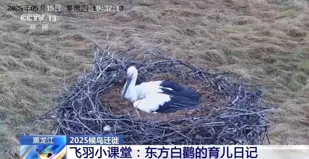 迁徙 见证“白羽黑翎”东方白鹳湿地栖居美景新葡京娱乐爱鸟护鸟在行动 从筑巢、育儿到(图15) 迁徙 见证“白羽黑翎”东方白鹳湿地栖居美景新葡京娱乐爱鸟护鸟在行动 从筑巢、育儿到(图15)